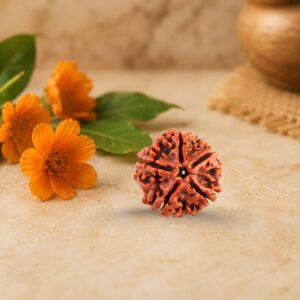 5 Mukhi Rudraksha (Panchmukhi)
