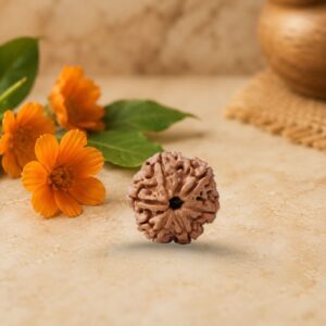 6 Mukhi Rudraksha (Shanmukhi)