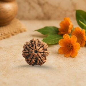 7 Mukhi Rudraksha (Saptmukhi)