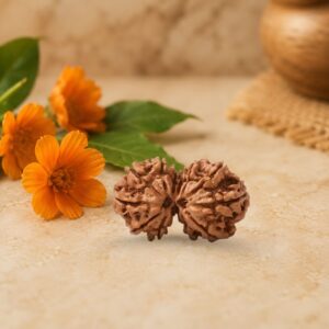 Gauri Shankar Rudraksha